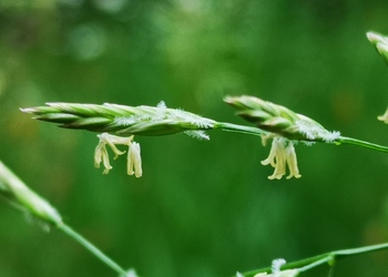 Wiesen-Schwingel (Festuca pratensis) - © Bernard Wieser